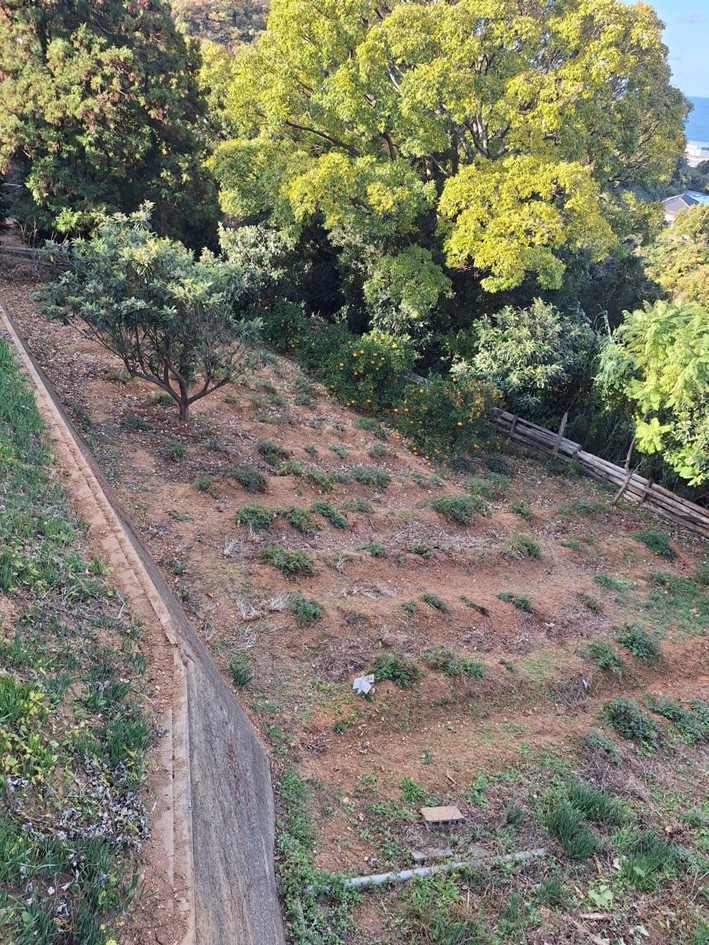 長浜で栽培された当帰